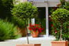 Pollux Hotel 